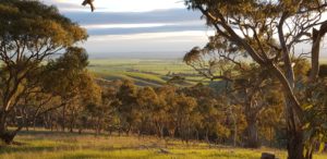 View across the Barossa Valley